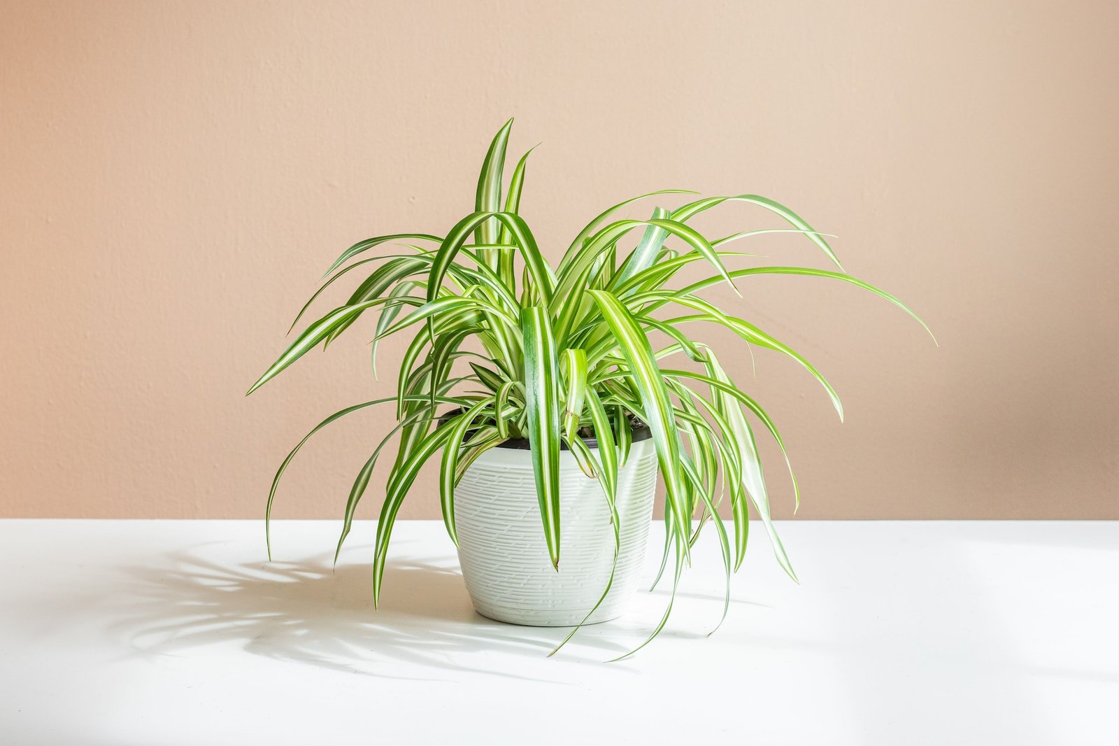 Transform Your Tabletop With These 5 Plants