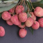 Bihar largest producer lychee litchi India Muzaffarpur Shahi Litchi GI tag